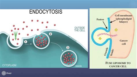 GN 701 Lipofection Molecular Genetics Transfection Technique - YouTube