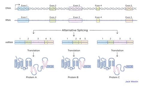 Which of the Following Does Not Occur During Mrna Processing