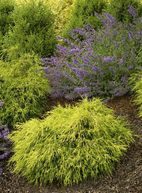 Gold Mop Cypress Pruning / gold mop cypress | Gold mop cypress, Leyland cypress, Cool plants ...