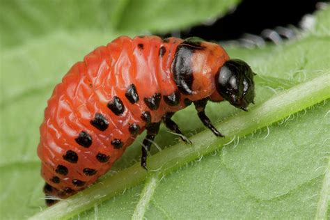 Potato bug larvae photo 219727-What bug looks like a potato bug