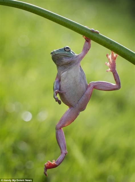 The frog that works out: Amphibian spends 10 minutes doing pull-ups ...