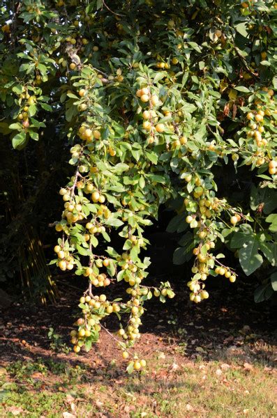 The Old Mirabelle Plum Tree: Spiced Mirabelle Plum Galette Recipe