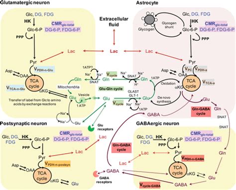 Brain Glucose Metabolism: Integration of Energetics with Function | Physiological Reviews