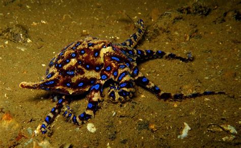 Deadly blue-ringed octopus spotted in the Swan River | The West Australian