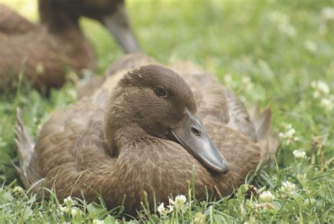 Our Favorite Duck Breeds - Murray McMurray Hatchery Blog