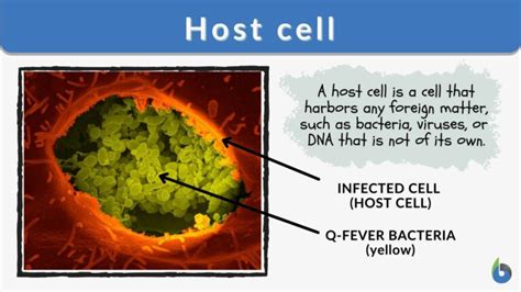 Host cell - Definition and Examples - Biology Online Dictionary