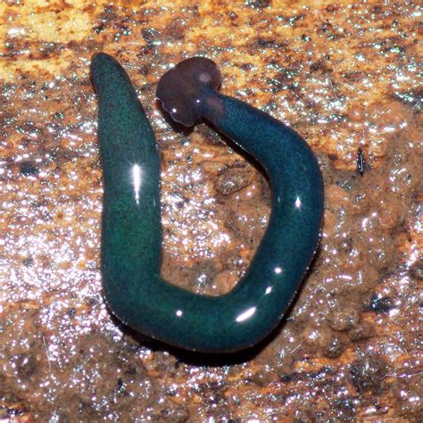 Inconvenient Minifauna and the Invasion of the Hammerhead Flatworms | WIRED