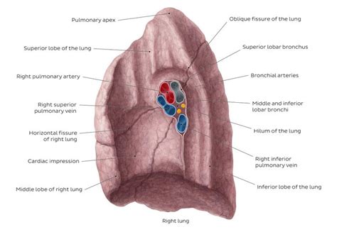 Lungs | Anatomy Of The Thorax | Learn Surgery Online