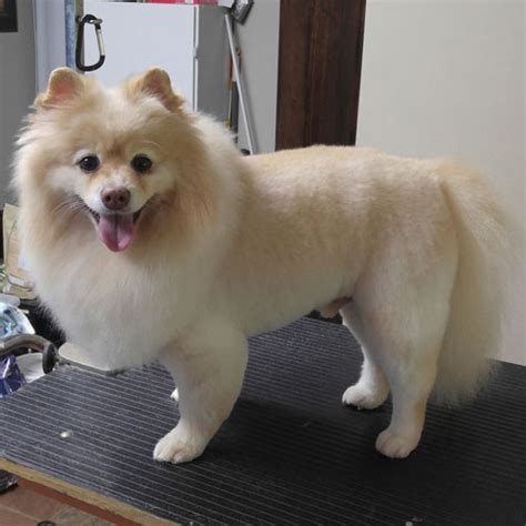 Pomeranian Puppy Cut