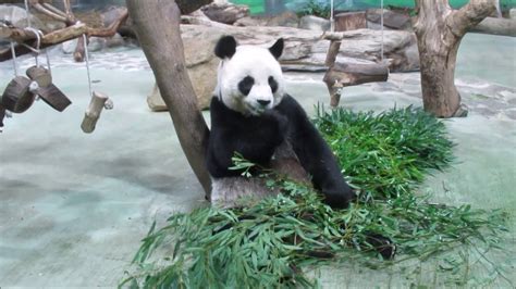 Giant panda in the Taipei Zoo - 大熊猫 - パンダ - панд - Pandas - פנדה - YouTube