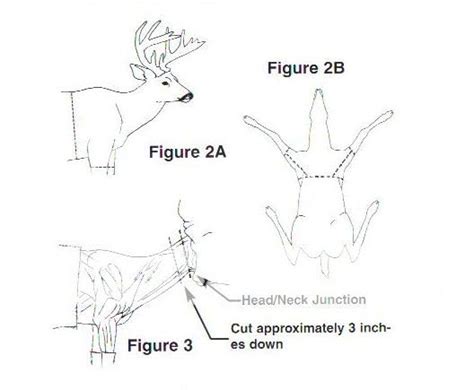 Caping a deer... - HuntingNet.com Forums