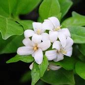 5 Orange Jasmine Seeds-1077 - Etsy