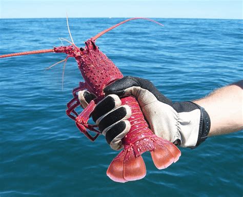 Wow! This 1 in 76 million Pink Reef Lobster Was Caught Yesterday! : r/rarelobsters