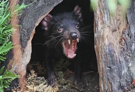 Tasmanian devils reintroduced to mainland Australia after 3,000 years | NewsNation Now