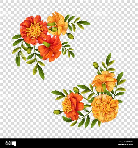 Marigold Flowers Design Stock Vector Image & Art - Alamy