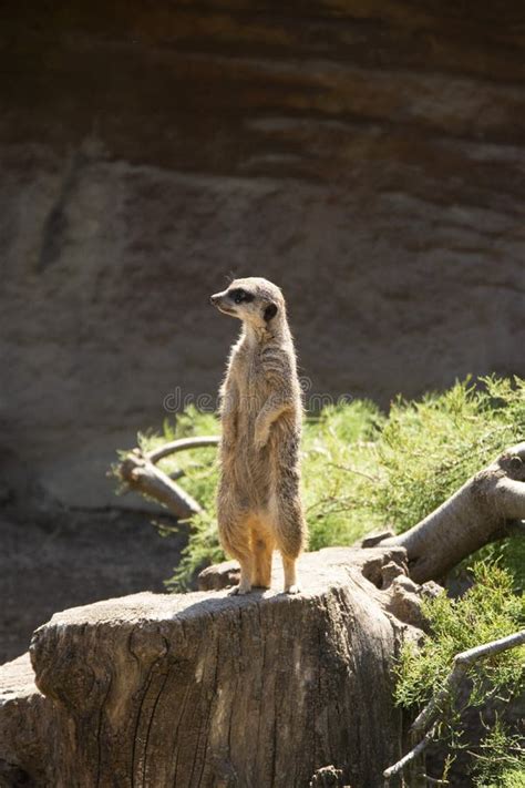 Isolated Meerkat Standing in a Conservation Park Stock Photo - Image of ...