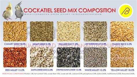 COCKATIEL SEED MIX COMPOSITION | Cockatiel, Seeds, Bird care