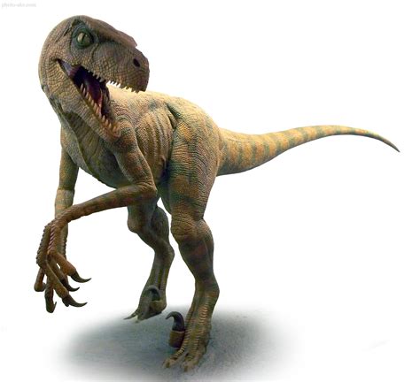 دایناسور دزد چابک یا ولاسیرپتر velociraptor dinosaurs