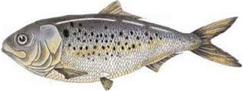 Six reasons why Menhaden are the greatest fish we ever fished. | Southern Fried Science