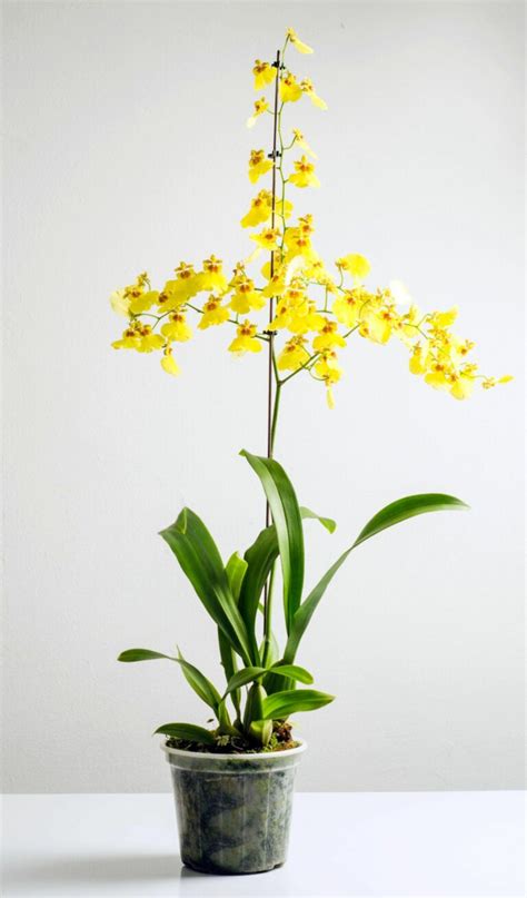 How To Care And Grow For Dancing Lady Orchid