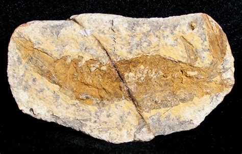 Triassic Fossil Shrimp From Madagascar (#8649) For Sale - FossilEra.com