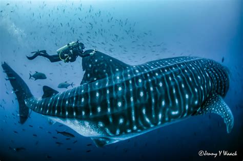 Whale Shark Migrating from Galapagos Island to Cocos Island Documented ...