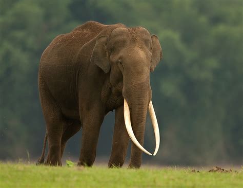 Status of the Asiatic Elephant (Elephas maximus) in India ...