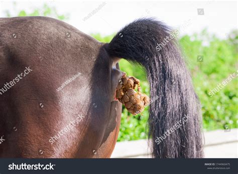 若い丈夫な馬が公園に立ち、大きなフンを持って豊かに排便する。 ウマウスは公園の周辺を汚している。 動物の排便の接写。写真素材1744960475 | Shutterstock