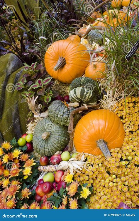 Fall Season Pumpkins at Harvest Stock Image - Image of decoration, decorative: 6793025