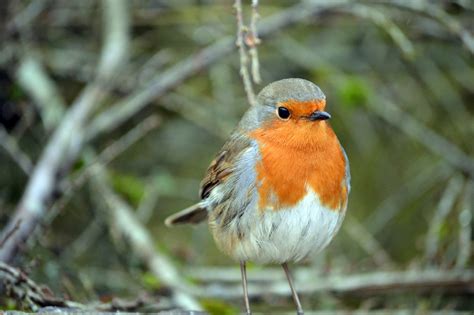 Female Robin (UK) - Identification, Behaviour, and Facts