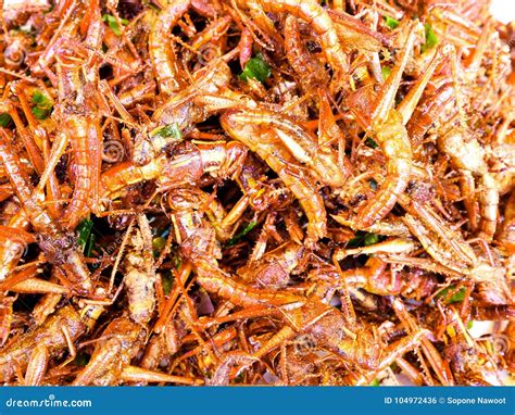 Deep Fried Insects and Bugs Stock Photo - Image of dinner, exotic: 104972436