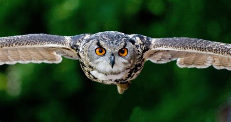 Video: Owl in Flight