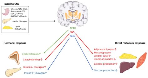 Frontiers | Is the Brain a Key Player in Glucose Regulation and ...