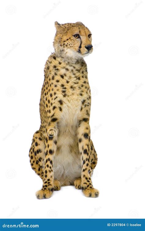 Cheetah Cub Sitting In The Grass Royalty-Free Stock Photography ...