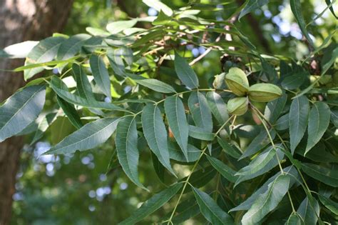 Carya illinoiensis | Kiefer Nursery: Trees, Shrubs, Perennials