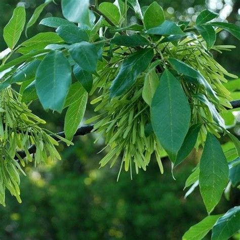 American White Ash Tree Seeds fraxinus Americana 25seeds - Etsy