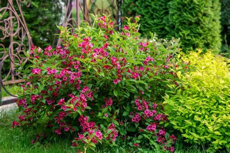 Weigela: location, care and flowering time - Plantura