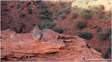 Wild Animals of the Australian Outback » Beyond the Rhetoric