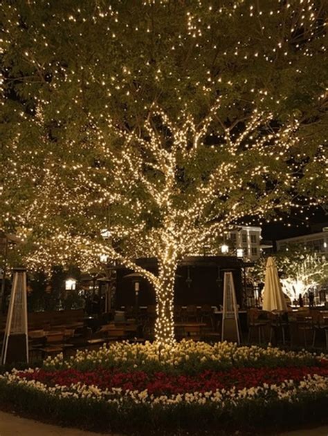 35 Inspiring Christmas Outdoor Lights Decoration Ideas | Outdoor tree lighting, Outdoor backyard ...