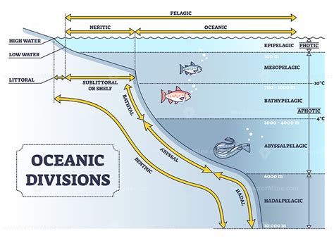 Oceanic divisions and depth zones as underwater parts in outline diagram - VectorMine