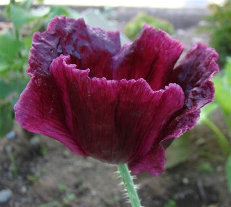 Black Beauty Poppy 250 Seeds | Etsy Canada