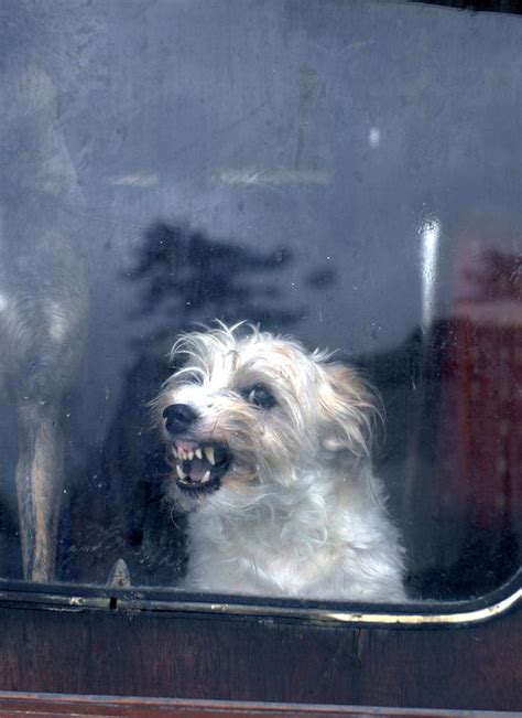 The Snarling Dog Photograph by Jonathan Eastland