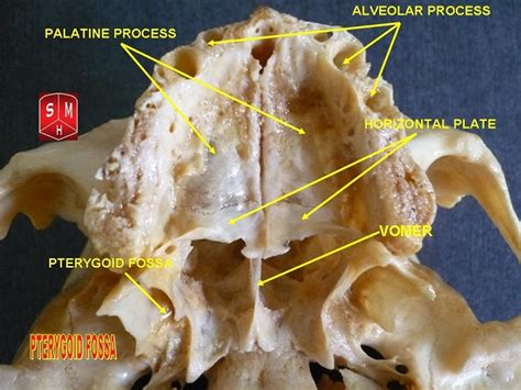 Palatine Bone - The Definitive Guide | Biology Dictionary