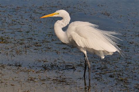 Free Images : nature, marsh, wetlands, wing, white, animal, wildlife, reflection, beak, aquatic ...