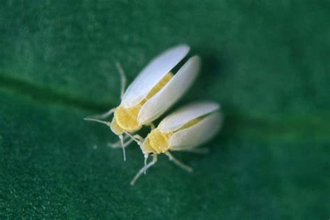 Whiteflies have acquired dozens of genes from plants they eat | New Scientist