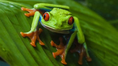 Download Frog Animal Red-eyed Tree Frog HD Wallpaper