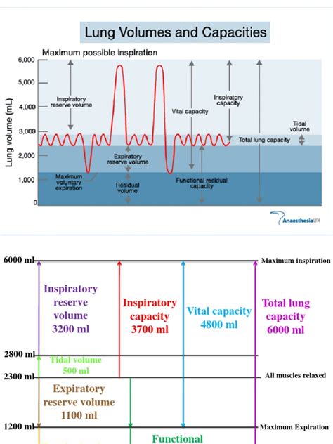 Lung Volumes and Capacities | Exhalation | Breathing