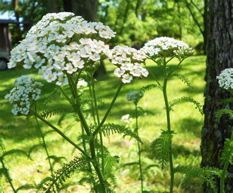 Yarrow | UVic Map Shop