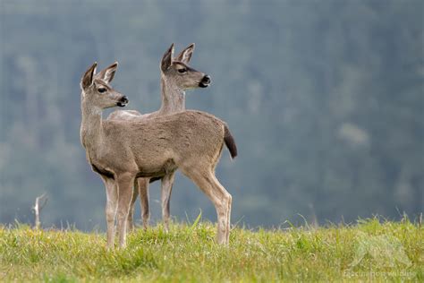 Point Reyes Wildlife - Fascination Wildlife