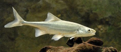 Silver bonytail chub photo and wallpaper. Cute Silver bonytail chub ...